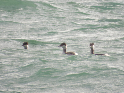 Thumbnail of Slavonian Grebe